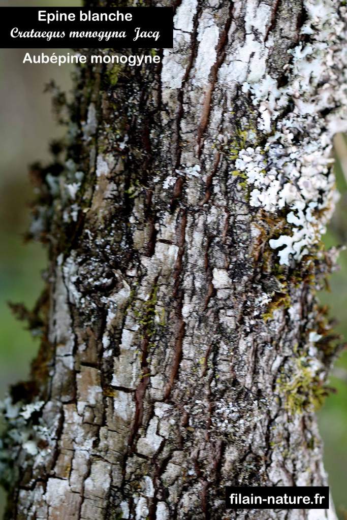 Tronc d'Aubépine monogyne - Crataegus monogyna - Filain (Haute-Saône) - Photographie Jean-Noël Latroyes  www.filain-nature.fr