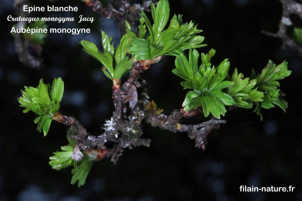 Jeune feuille d'Aubépine monogyne - Crataegus monogyna - Filain (Haute-Saône) - Photographie Jean-Noël Latroyes  www.filain-nature.fr