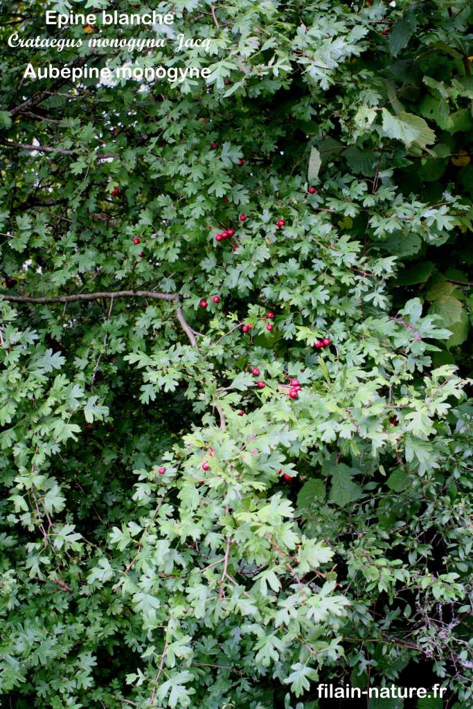 Feuillage d'Aubépine monogyne - Crataegus monogyna - Filain (Haute-Saône) - Photographie Jean-Noël Latroyes  www.filain-nature.fr