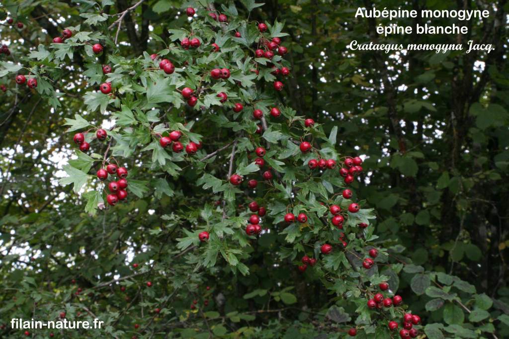 Fruits d'Aubépine monogyne - Crataegus monogyna - Filain (Haute-Saône) - Photographie Jean-Noël Latroyes  www.filain-nature.fr