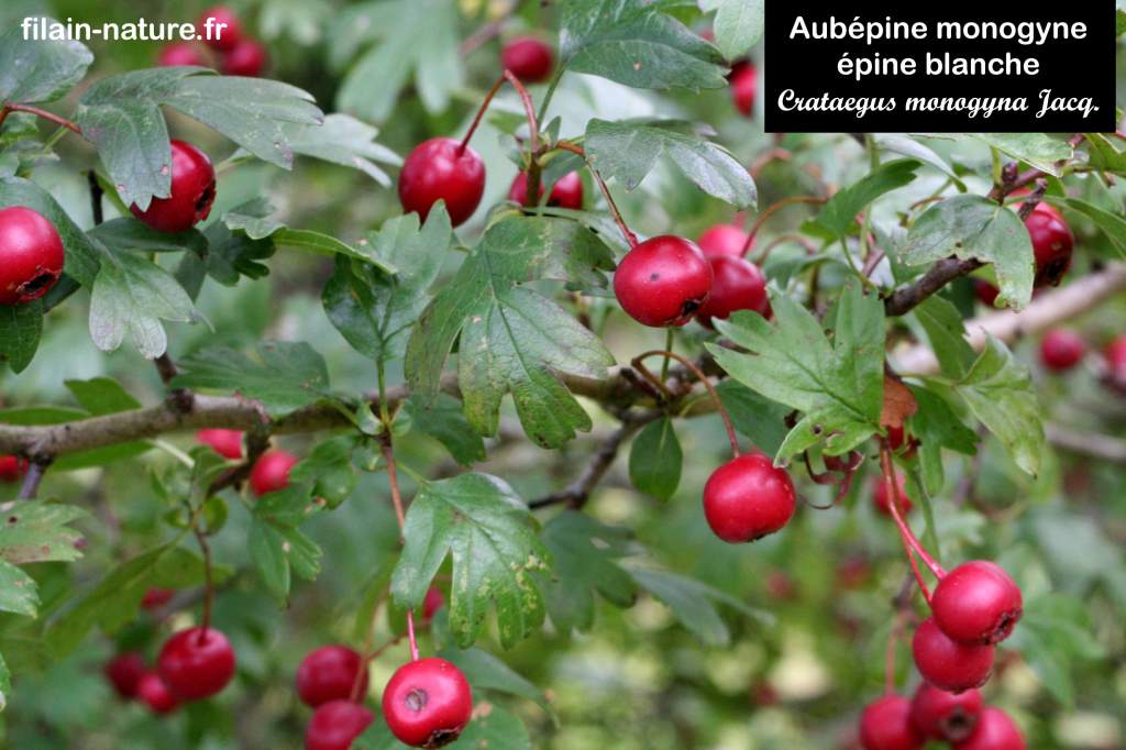 Fruits mûres d'Aubépine monogyne - Crataegus monogyna - Filain (Haute-Saône) - Photographie Jean-Noël Latroyes  www.filain-nature.fr
