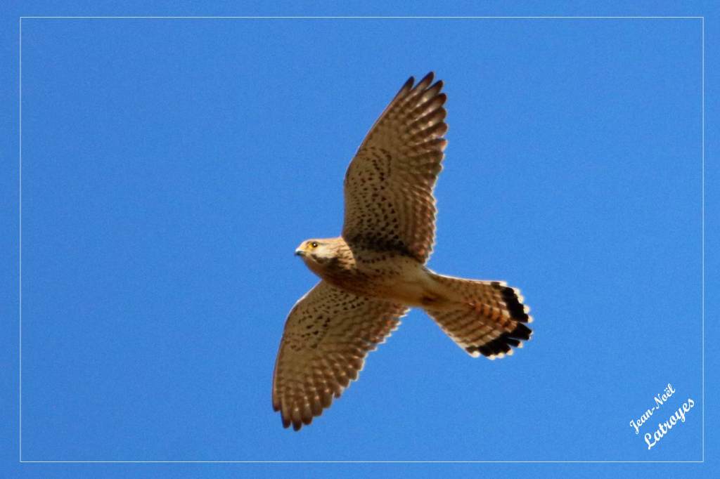 Faucon crécerelle en vol - Falco tinnunculus - Photographie Jean-Noël Latroyes - Filain - Haute-Saône - www.filain-nature.fr