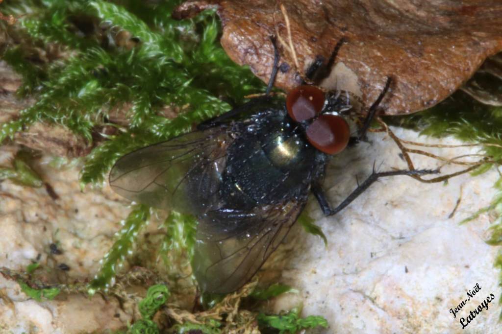 Diptère non identifié Filain (Haute-Saône) - Mars 2022 - Photographie Jean-Noël Latroyes  - www.filain-nature.fr