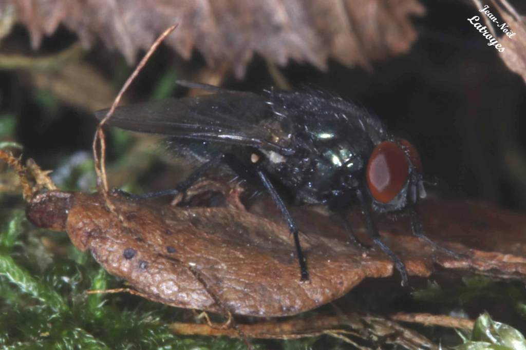 Diptère non identifié Filain (Haute-Saône) - Mars 2022  - Photographie Jean-Noël Latroyes - www.filain-nature.fr
