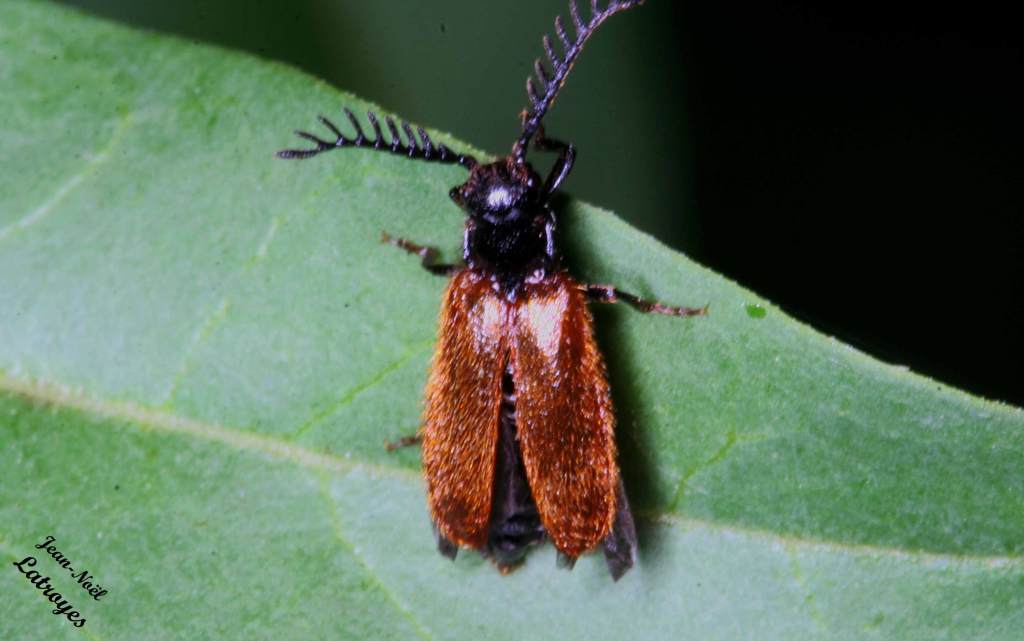 Drilus flavescenss taupin nrun et noir poilu forêt de Filain Haute-Saône photographie Jean-Noël Latroyes www.filain-nature.fr