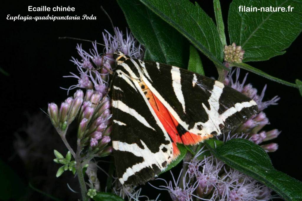 Euplagia quadripunctaria - écaille chinée - papillon hétérocère - Filain (Haute-Saône) - photographie Jean-Noël Latroyes - www.filain-nature.fr
