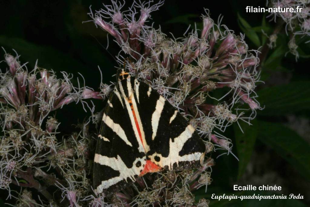 Euplagia quadripunctaria - écaille chinée - papillon hétérocère - Filain (Haute-Saône) - photographie Jean-Noël Latroyes - www.filain-nature.fr
