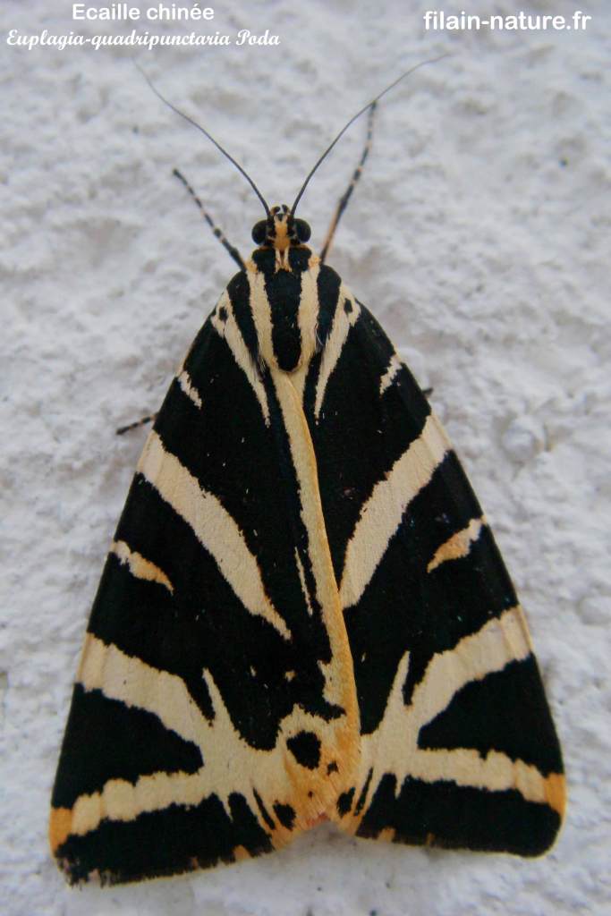 Euplagia quadripunctaria - écaille chinée - papillon hétérocère - Filain (Haute-Saône) - photographie Jean-Noël Latroyes - www.filain-nature.fr