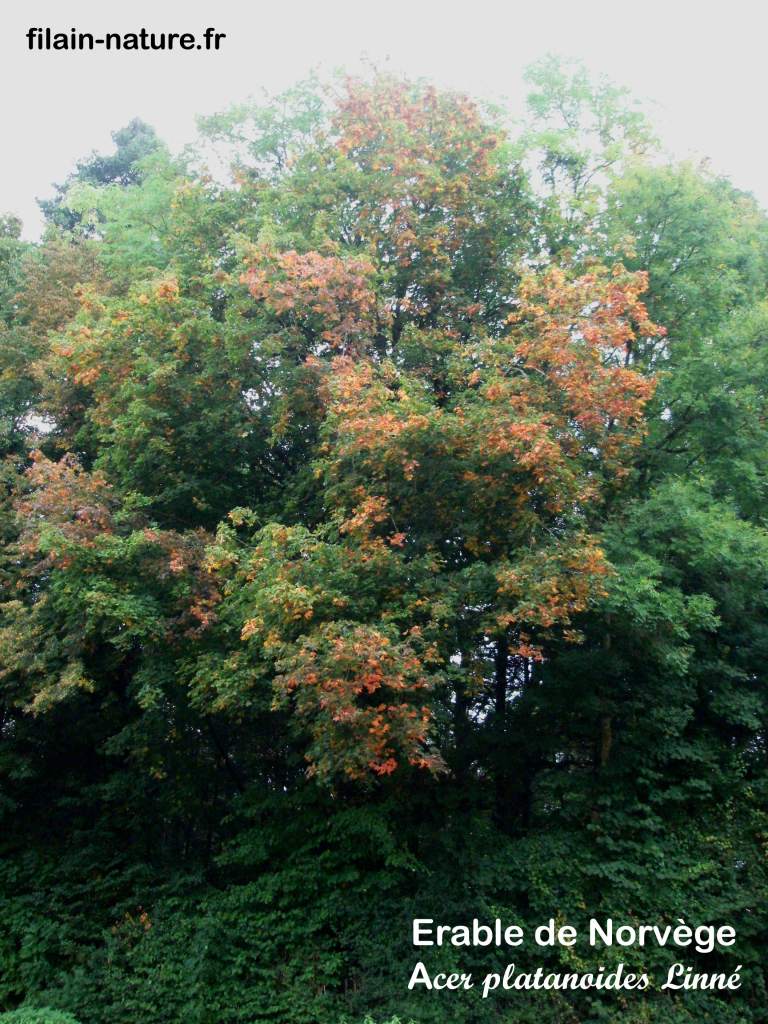 Érable de Norvège - Acer platanoides Linné - forêt de Filain (Haute-Saône) - Photographie Jean-Noël Latroyes  www.filain-nature.fr