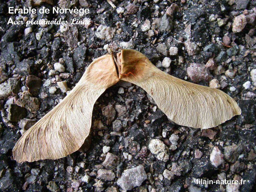 Fruit d'Érable de Norvège - Acer platanoides Linné - forêt de Filain (Haute-Saône) - Photographie Jean-Noël Latroyes  www.filain-nature.fr