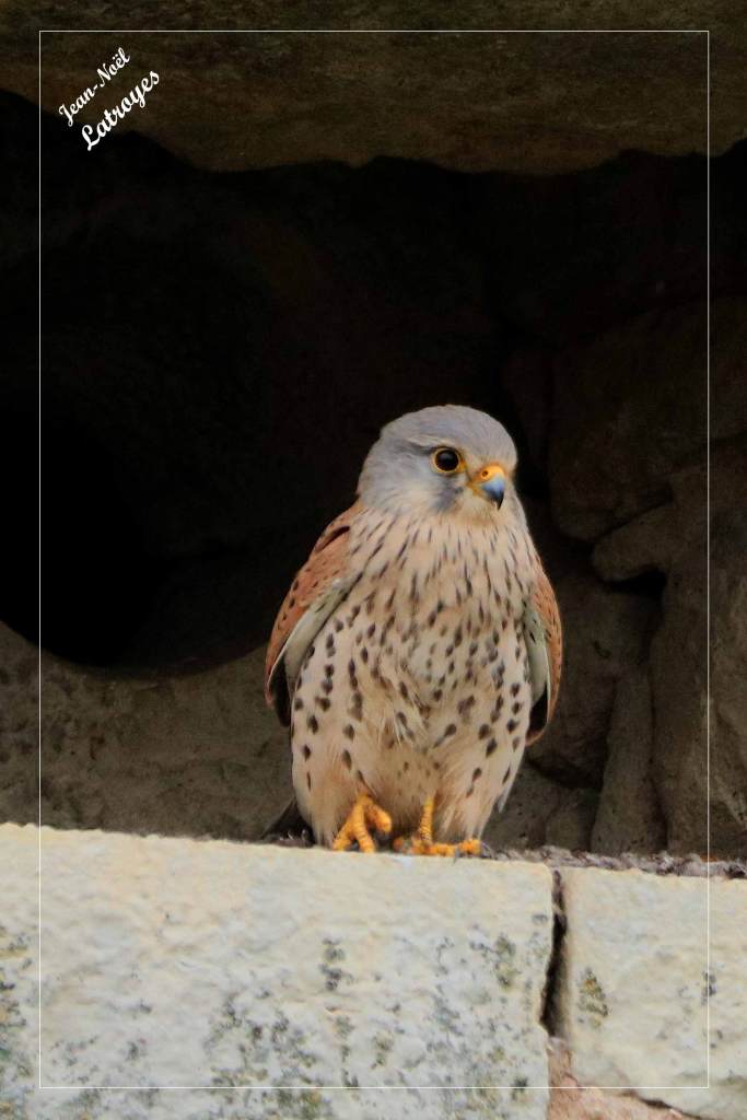 Faucon crécerelle posé - Falco tinnunculus - Photographie Jean-Noël Latroyes - Filain - Haute-Saône - www.filain-nature.fr