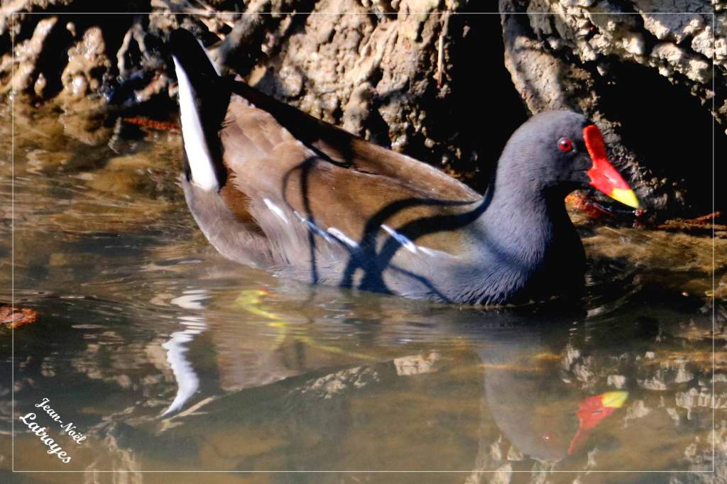 Nage Poule d'eau Gallinule Gallinula chloropus sur l'Ognon à Montbozon Photographie Jean-Noël Latroyes www.filain-nature.fr