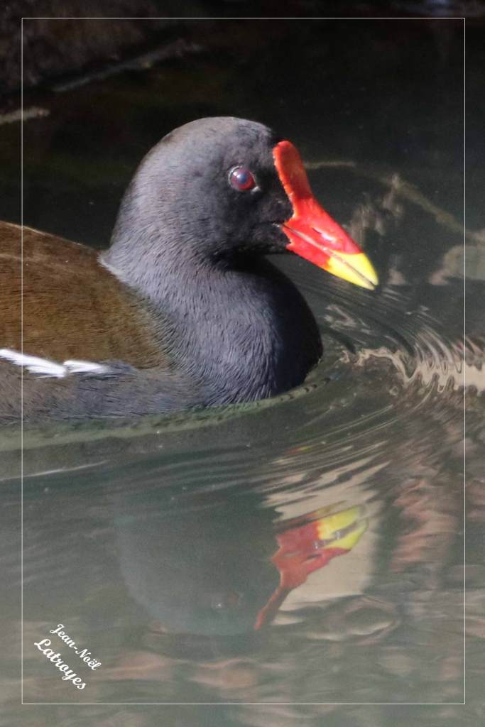 Tête de Poule d'eau Gallinule Gallinula chloropus sur l'Ognon à Montbozon Photographie Jean-Noël Latroyes www.filain-nature.fr