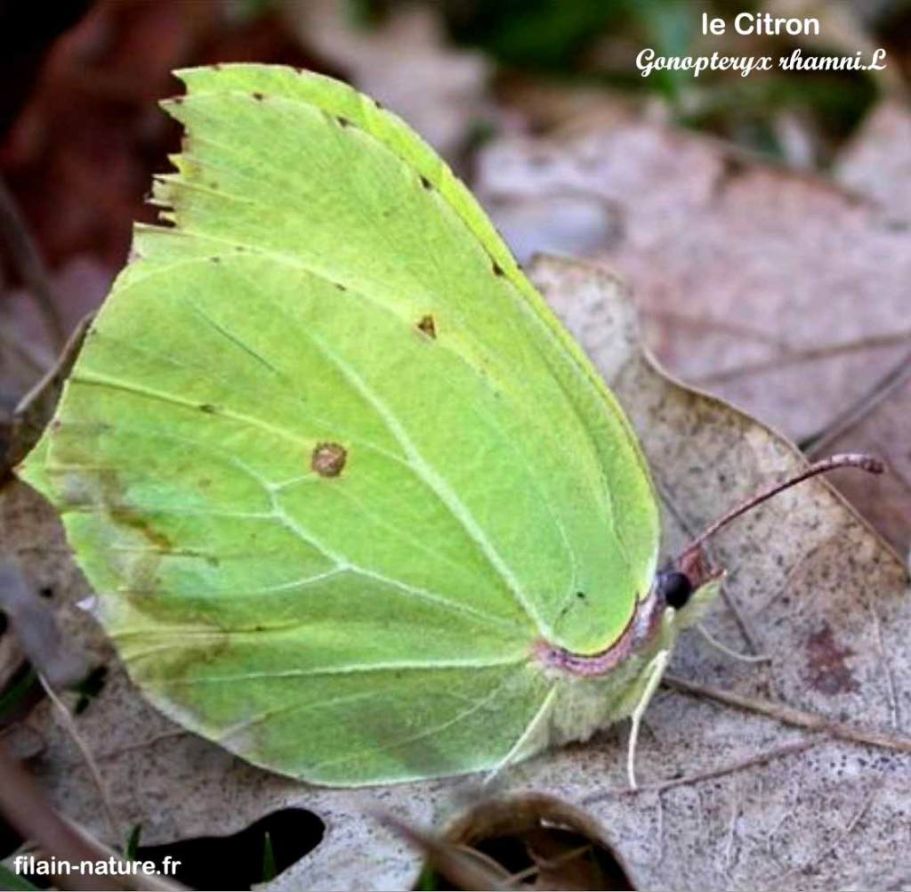 Papillon "le Citron"  posé sur une feuille morte - Gonopteryx rhamni Linné - Filain (Haute-Saône) Avril 2019  Photographie Jean-Noël Latroyes www.filain-nature.fr