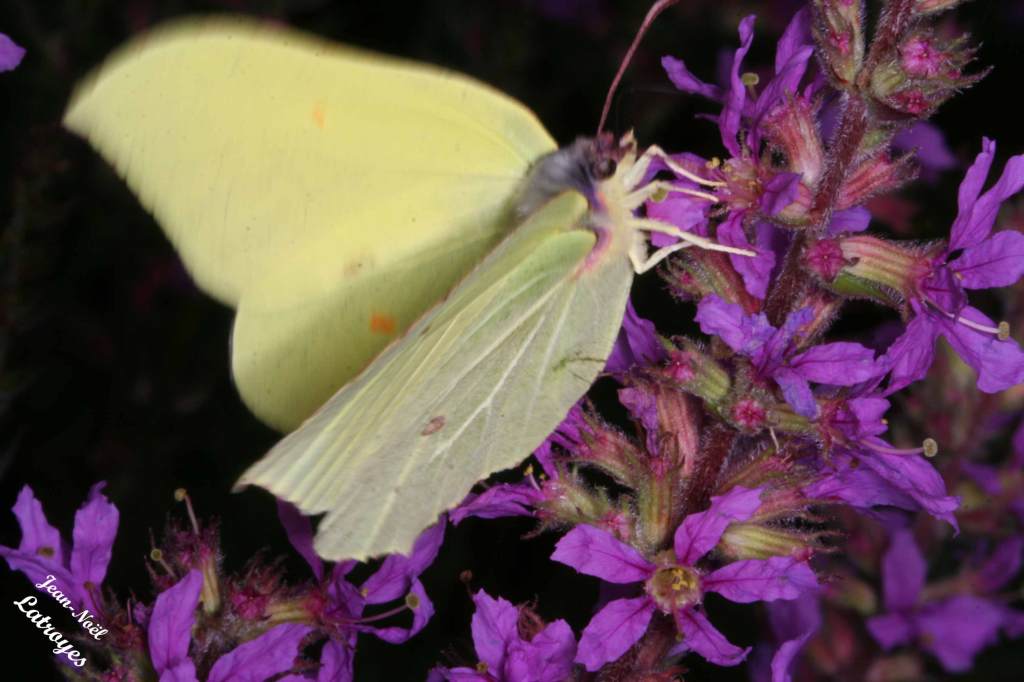 Papillon "le Citron" - Gonopteryx rhamni Linné -  Filain (Haute-Saône) Juin 2020 Photographie Jean-Noël Latroyes www.filain-nature.fr