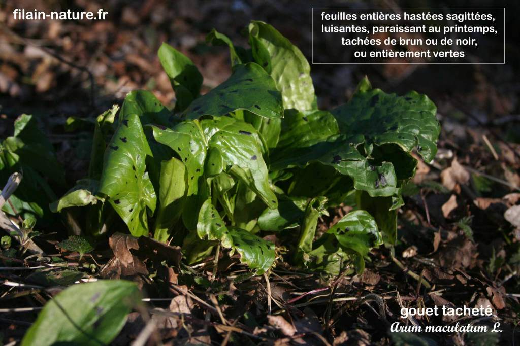 Gouet tacheté - Arum maculatum Linné- Bois de Filain(Haute-Saône)
Photographie Jean-Noël Latroyes www.filain-nature.fr