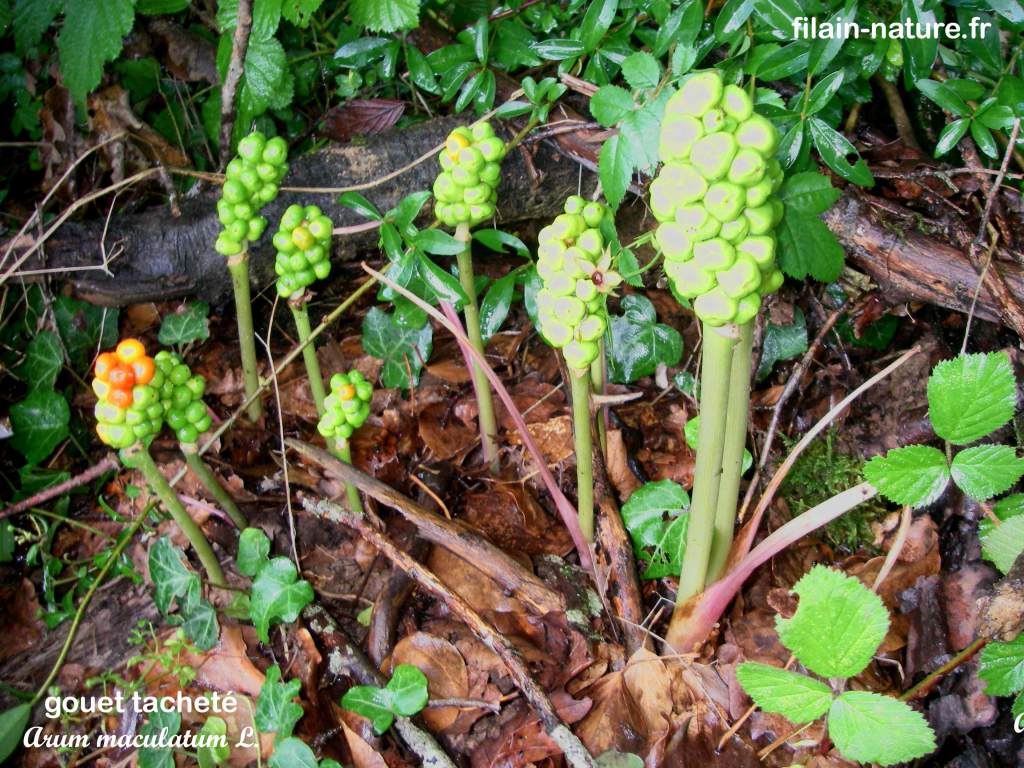 Baie de Gouet tacheté - Arum maculatum Linné- Bois de Filain(Haute-Saône)
Photographie Jean-Noël Latroyes www.filain-nature.fr