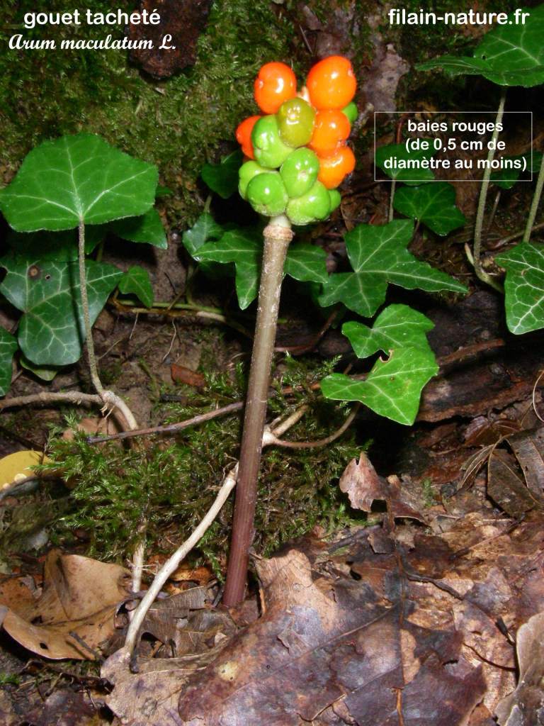 Baies rouges de Gouet tacheté - Arum maculatum Linné- Bois de Filain(Haute-Saône) Photographie Jean-Noël Latroyes www.filain-nature.fr