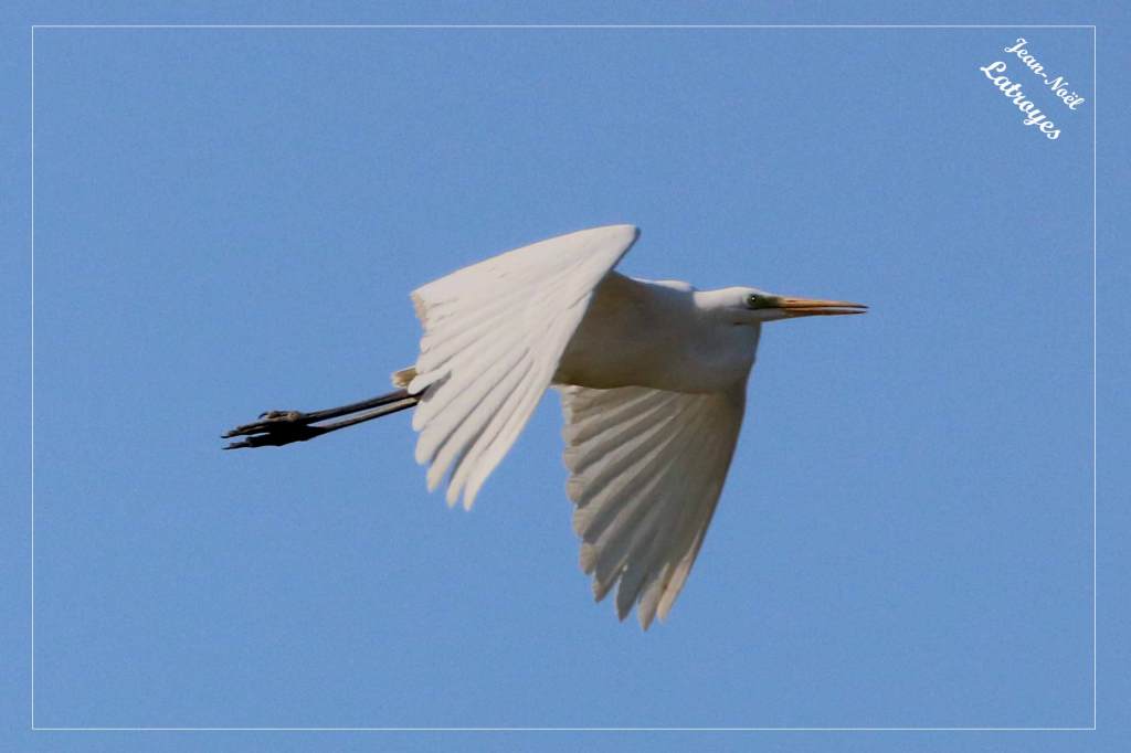 Grande Aigrette en vol au-dessus du terrain de foot - Ardea alba - Dampierre sur Linotte (Haute-Saône)- juin 2022 Photographie Jean-Noël Latroyes - www.filain-nature.fr