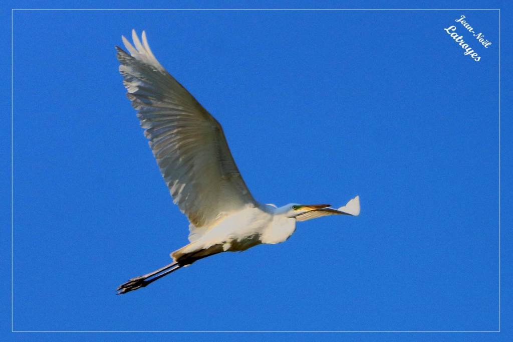 Grande Aigrette en vol au-dessus du ruisseau de Sourdes - Ardea alba - vy-lès-Filain (Haute-Saône)- juin 2022 Photographie Jean-Noël Latroyes - www.filain-nature.fr