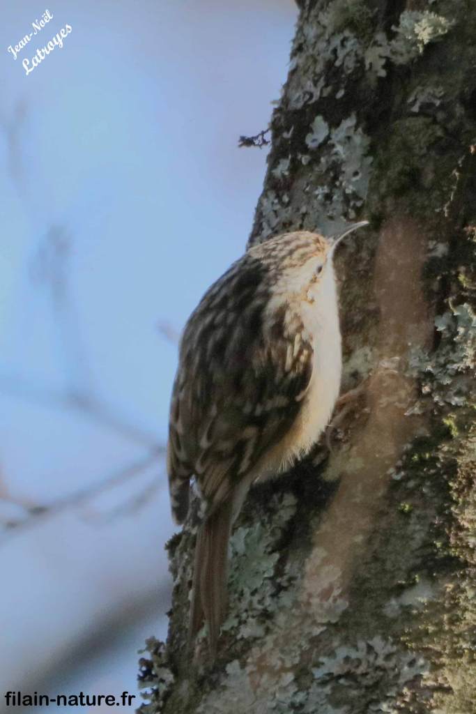 Grimpereau des jardins Certhia brachydactyla Filain Haute-Saône Photographie Jean-Noël Latroyes www.filain-nature.fr 