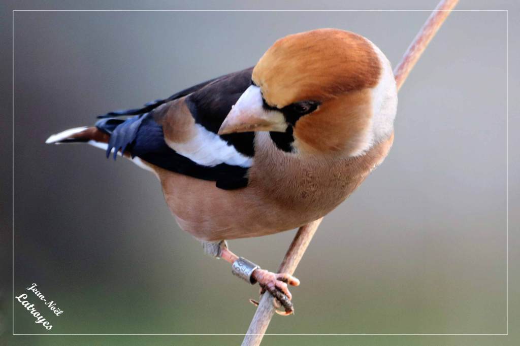 Grosbec casse-noyaux mâle - Coccothraustes coccothraustes - Filain (Haute-Saône)
Photographie Jean-Noël Latroyes – février 2022 - www.filain-nature.fr