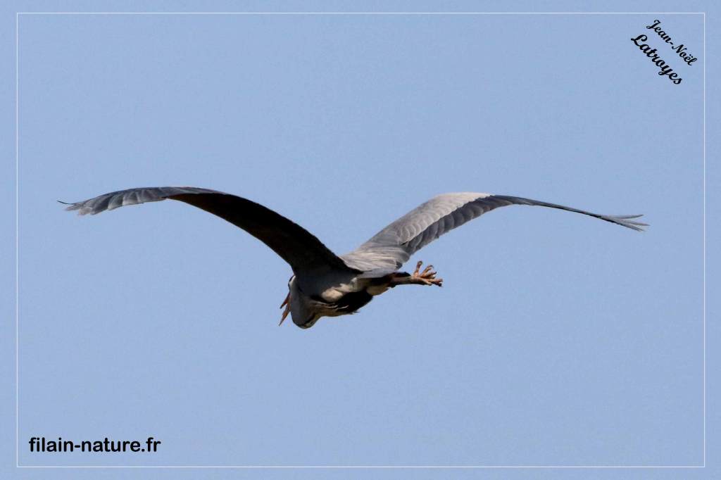 Héron cendré en vol - Ardea cinerea - Montbozon  (Haute-Saône) - Photographie Jean-Noël Latroyes - www.filain-nature.fr