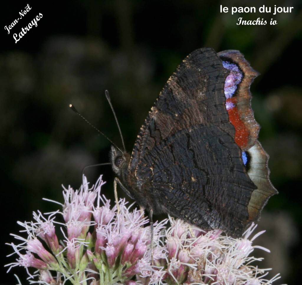 Papillon le Paon du Jour - Inachis Io - Filain (Haute-Saône) ailes repliées sur Eupatorium cannabinum. Juillet 2021 - Photographie Jean-Noël Latroyes - www.filain-nature.fr