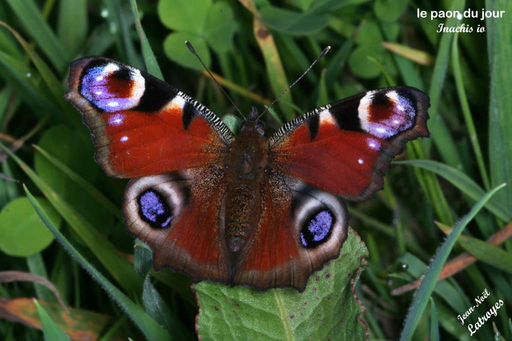Papillon le Paon du Jour - Inachis Io - Filain (Haute-Saône) parmi les herbes. Mai 2022 - Photographie Jean-Noël Latroyes - www.filain-nature.fr
