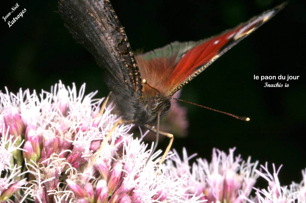 Papillon le Paon du Jour - Inachis Io - Filain (Haute-Saône) ailes dépliées sur Eupatorium cannabinum. Juillet 2021 - Photographie Jean-Noël Latroyes - www.filain-nature.fr
