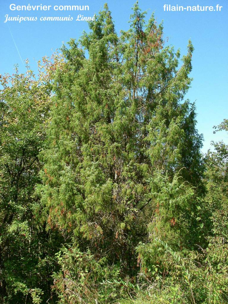 Genévrier commun - Juniperus communis Linné - Filain (Haute-Saône) - Photographie Jean-Noël Latroyes  www.filain-nature.fr