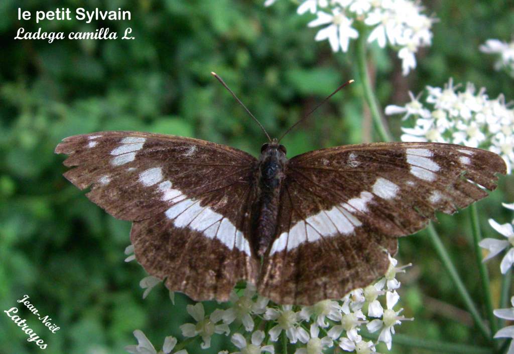 Petit Sylvain - Ladoga (Limenitis) camilla - sur ombellifère - mai 2010 - Filain (Haute-Saône) Photographie Jean-Noël Latroyes - www.filain-nature.fr