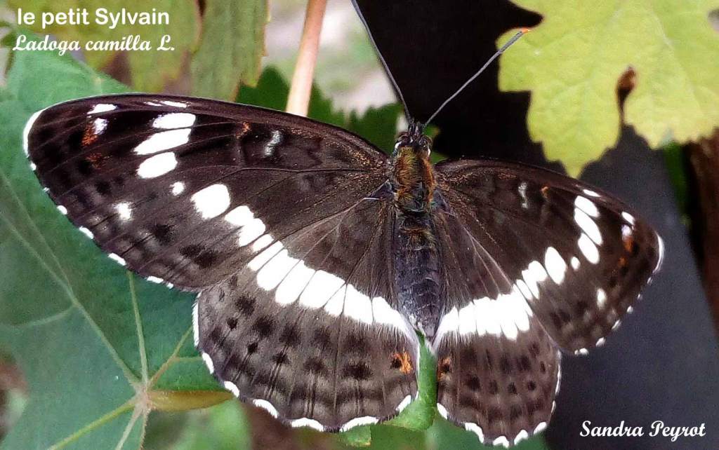 Petit Sylvain - Ladoga (Limenitis) camilla- mai 2021 - Filain (Haute-Saône) Photographie Jean-Noël Latroyes