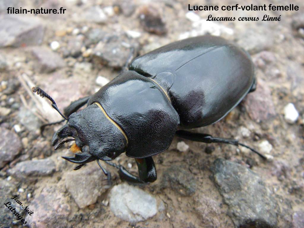 Lucane cerf-volant – Lucanus cervus femelle - . Photographie Jean-Noël Latroyes - Filain -Haute-Saône)