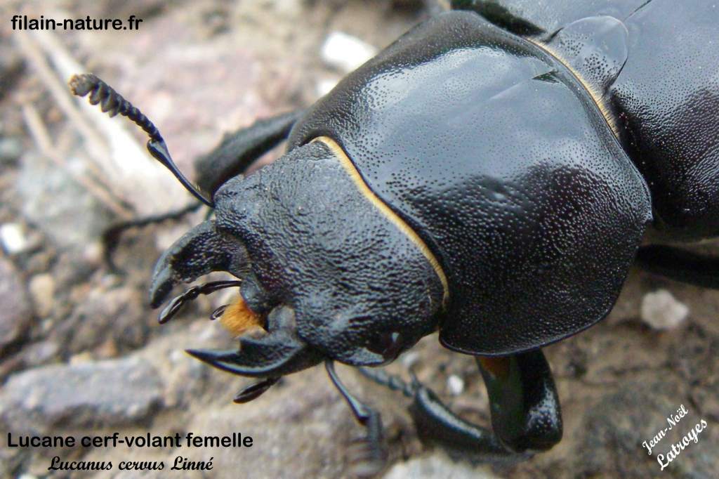 Lucane cerf-volant – Lucanus cervus  femelle -. Photographie Jean-Noël Latroyes - Filain -Haute-Saône)