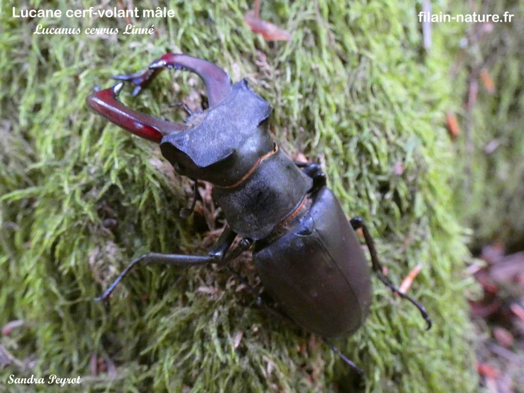 Lucane cerf-volant – Lucanus cervus - (ici un mâle avec ses grandes mandibules). .Photographie Jean-Noël Latroyes - Filain -Haute-Saône)