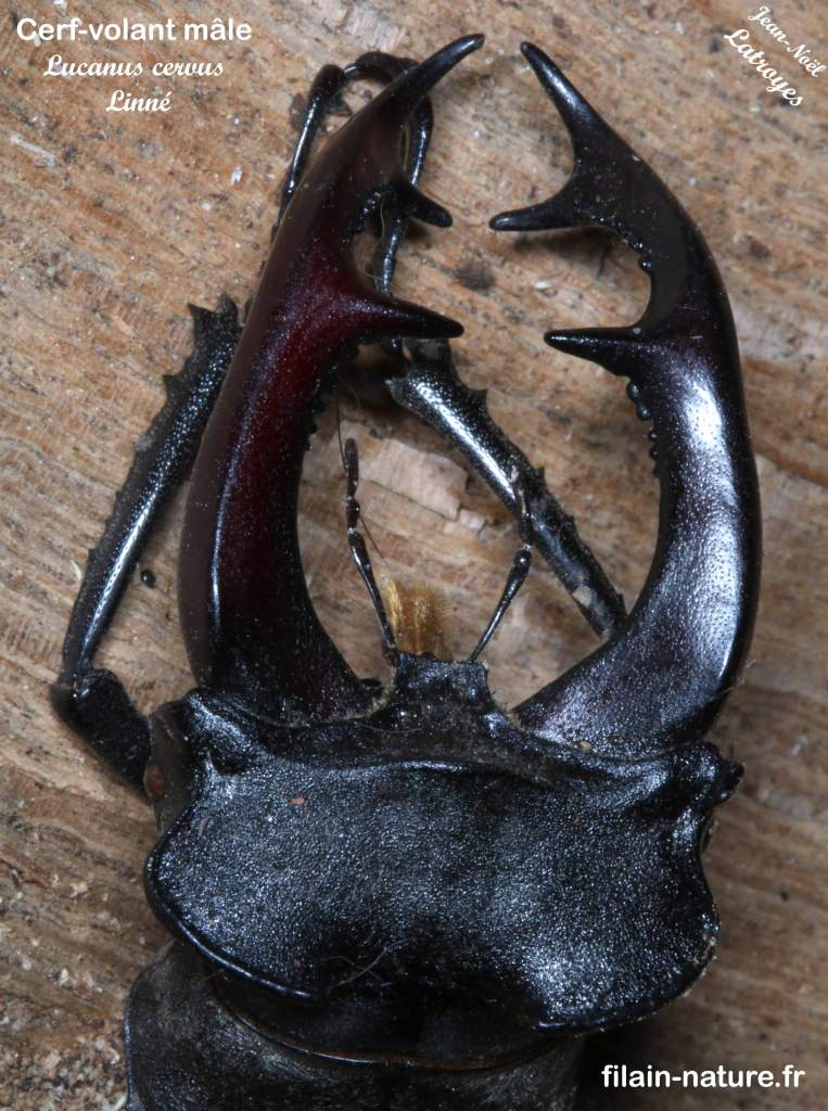 Lucane cerf-volant – mandibules de Lucanus cervus mâle  -. Photographie Jean-Noël Latroyes - Filain -Haute-Saône). Vers la mi-juin dans notre région, des nuées de lucanes cerf-volants partent en soirée à la recherche des femelles. Bien connus des oiseaux, ces déplacements sont aussi pour eux l'occasion d'un bon diner.  C'est pourquoi, le lendemain de ces joutes aériennes assez bruyantes et impressionnantes, on retrouvera des restes de combattants qui jonchent le sol quelquefois par dizaines (principalement des mandibules de mâles).