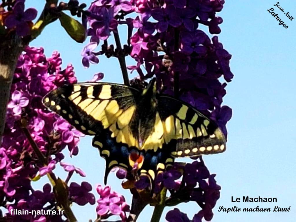 Le Machaon - Papilio machaon - Filain (Haute-Saône) -24 avril 2020, vers 12 h 30 - Photographie Jean-Noël Latroyes - www.filain-nature.fr