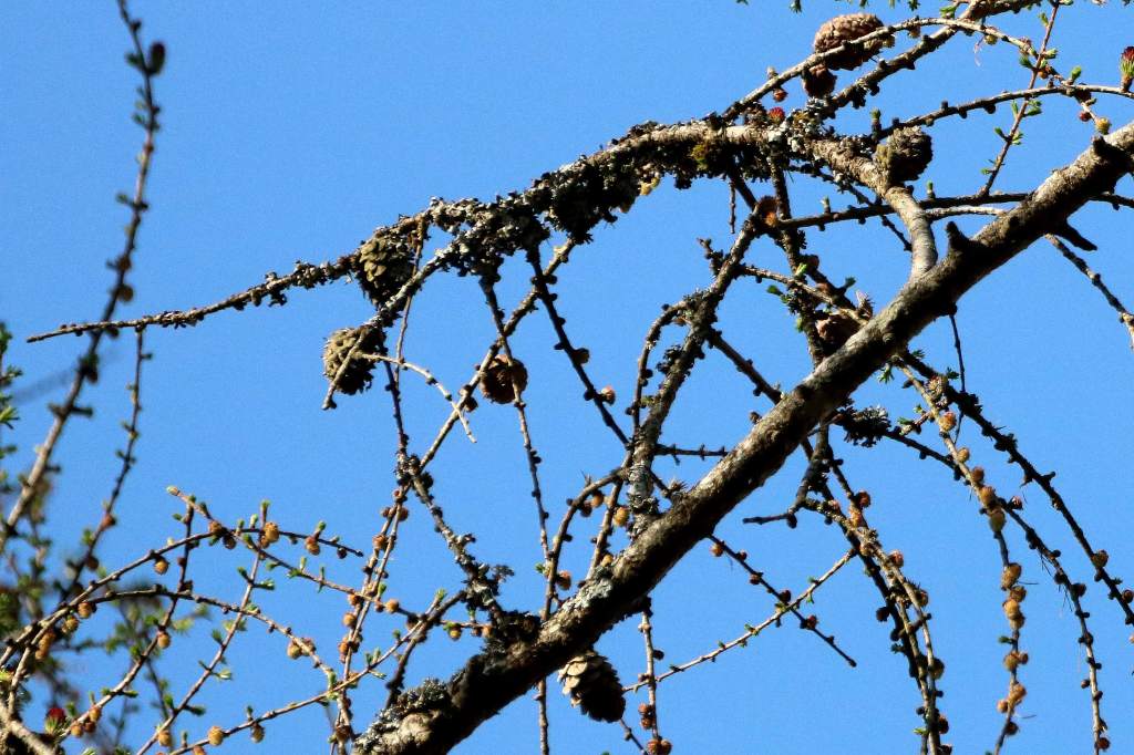 Mélèze d'Europe (Mélèze commun, Pin de Briançon) Larix decidua Mélèzes au printemps Bois de Filain Haute-Saône  Photographie Jean-Noël Latroyes www.filain-nature.fr