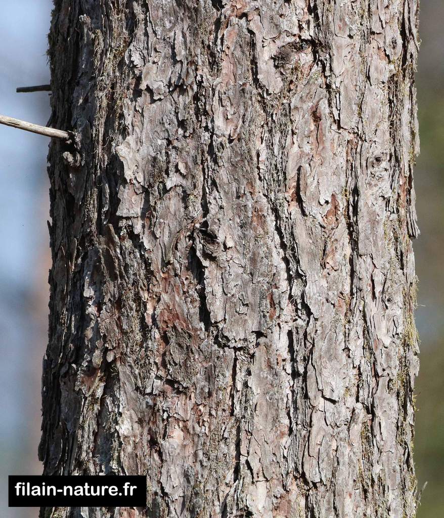 Tronc de Mélèze d'Europe (Mélèze commun, Pin de Briançon) Larix decidua Mélèzes au printemps Filain D.25 Haute-Saône  Photographie Jean-Noël Latroyes www.filain-nature.fr