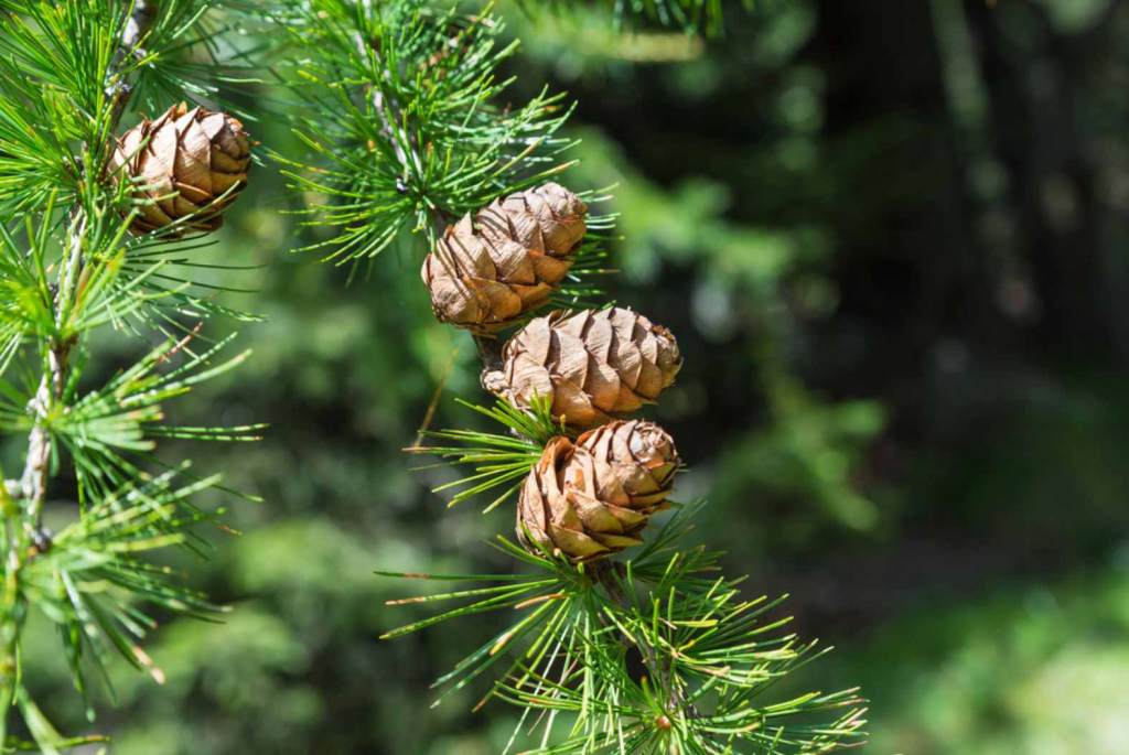 Mélèze d'Europe (Mélèze commun, Pin de Briançon) Larix decidua Mélèzes au printemps Bois de Filain Haute-Saône  Photographie Jean-Noël Latroyes www.filain-nature.fr