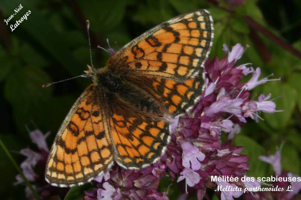 Mélitée des scabieuses - ailes dépliées - Mellicta parthenoides - Filain (Haute-Saône) le 15 Août 2007, vers 15 h 00 - Photographie Jean-Noël Latroyes - www.filain-nature.fr