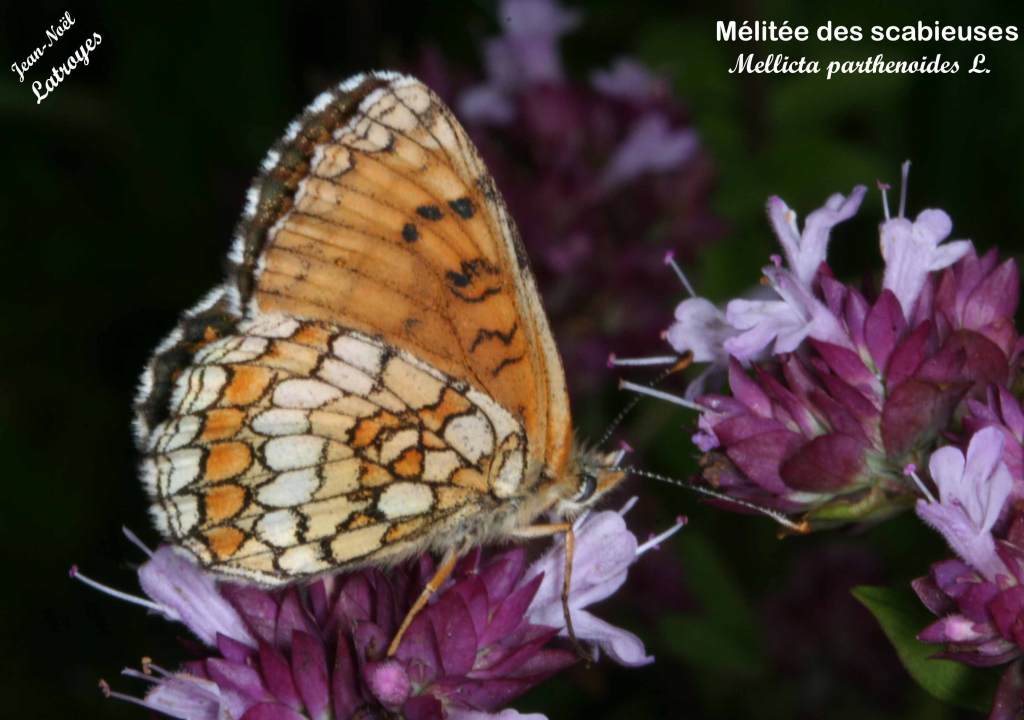 Mélitée des scabieuses - Ailes repliées Mellicta parthenoides - Filain (Haute-Saône) le 15 Août 2007, vers 15 h 00 - Photographie Jean-Noël Latroyes - www.filain-nature.fr