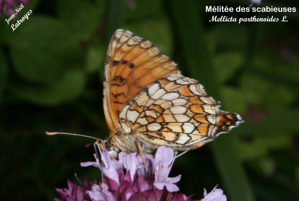 Mélitée des scabieuses - Mellicta parthenoides - Filain (Haute-Saône) le 15 Août 2007, vers 15 h 00 - Photographie Jean-Noël Latroyes - www.filain-nature.fr