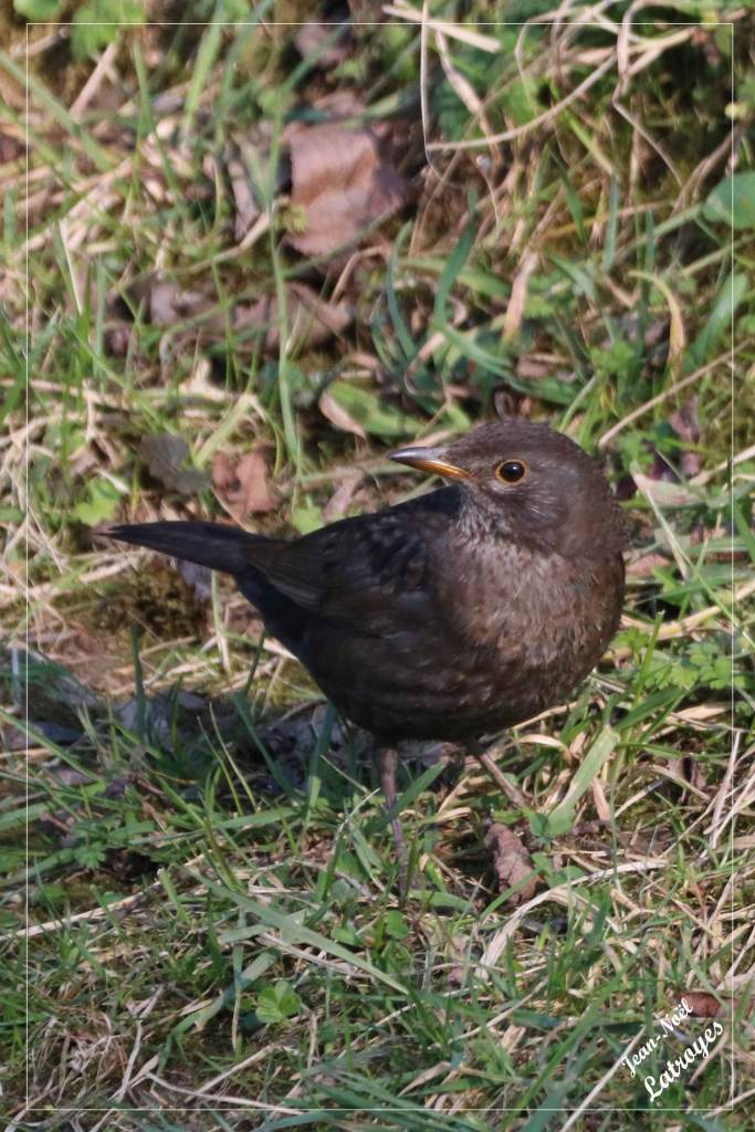 Jeune merle noir femelle - Turdus merula - Filain (Haute-Saône)
– Photographie Jean-Noël Latroyes – mars 2021 - www.filain-nature.fr