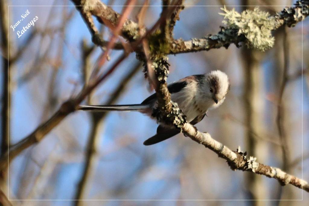 Mésange à longue queue Aegithalos caudatus bois de Filain Haute-Saône photographie Jean-Noël Latroyes www.filain-nature.fr
