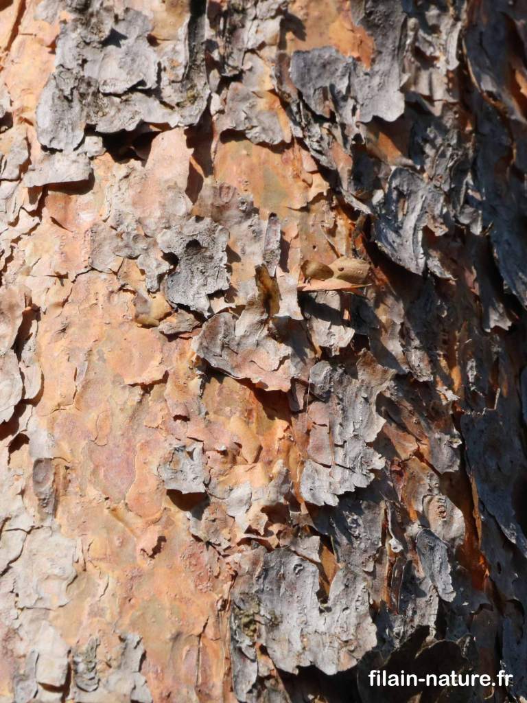 Tronc de Pin sylvestre Pinus sylvestris Linné - Forêt de Filain (Haute-Saône) Photographie Jean-Noël Latroyes  www.filain-nature.fr