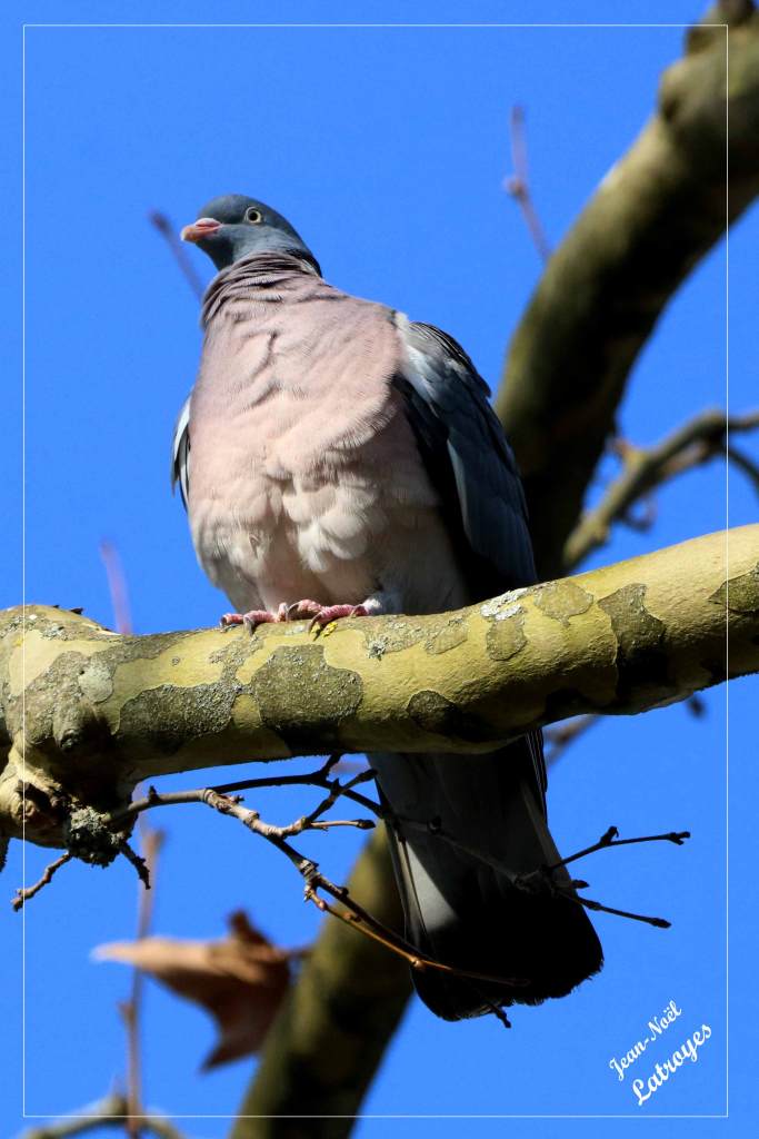 Pigeon ramier - Montbozon (Haute-Saône) - mai 2022 - Photographie Jean-Noël Latroyes - www.filain-nature.fr