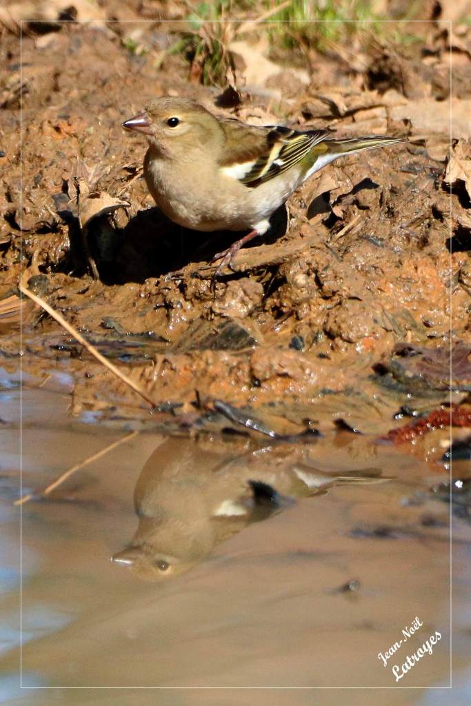 Pinson des arbres femelle boit dans une flaque d'eau Fringilla coelebs Filain Haute-Saône Photographie Jean-Noël Latroyes www.filain-nature.fr