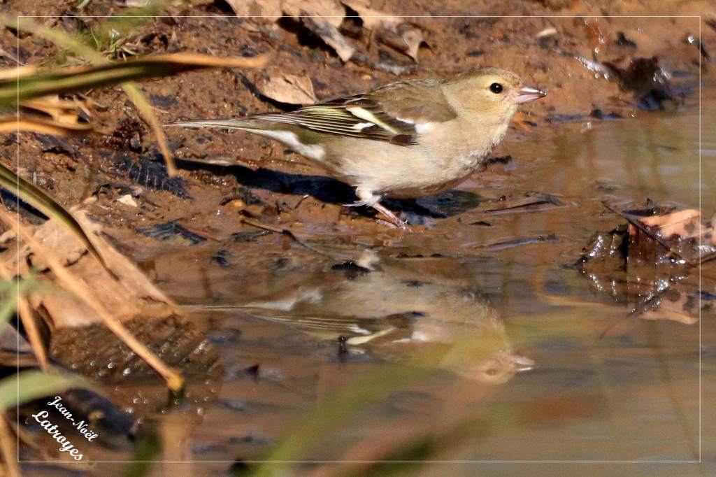 Pinson des arbres femelle boit dans une flaque d'eau Fringilla coelebs Filain Haute-Saône Photographie Jean-Noël Latroyes www.filain-nature.fr